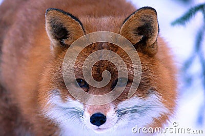 Fox Stock Photo