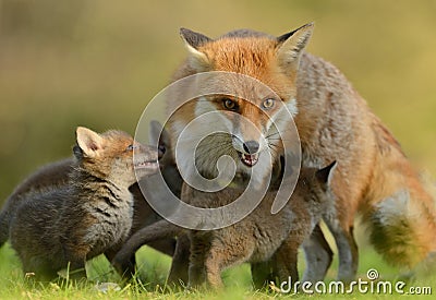 The fox protects its cubs. Stock Photo