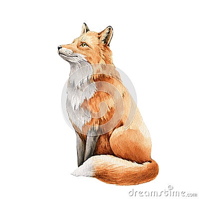 Fox animal watercolor illustration. Wild cute red fox sitting. Wildlife furry animal with red fur and black paws. Side Cartoon Illustration