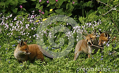 Fox Cubs Playing in Wild Flower Meadow Stock Photo