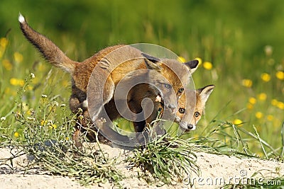 Fox cubs eating meat Stock Photo