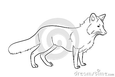 Fox Drawing Vector Illustration Vector Illustration