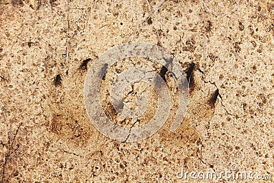 Fox footprint in a sand. Wild animal footmarks. Close-up Stock Photo