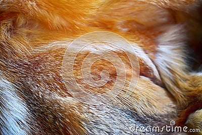 Fox fur red macro fragment, blurred image Stock Photo