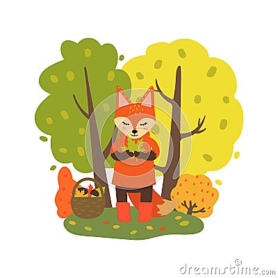 Fox gathers mushrooms and leaves in the autumn forest. Character in cartoon style isolated on white background. Vector Cartoon Illustration
