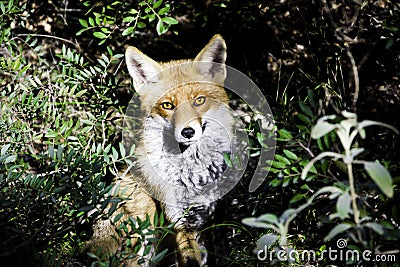 A fox of the Greek mountains Vulpes vulpes Stock Photo