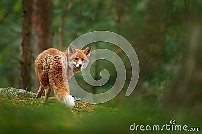 Fox in green forest. Cute Red Fox, Vulpes vulpes, at forest with flowers, moss stone. Wildlife scene from nature. Animal in nature Stock Photo