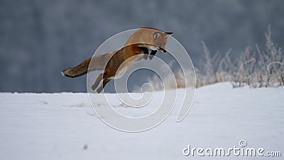 Fox hunting mouse trought winter Stock Photo