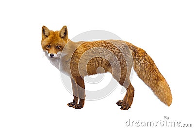 Fox isolated on a white Stock Photo