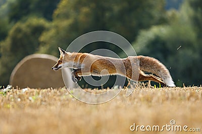 Fox jump. Red fox, Vulpes vulpes, hunting voles on stubble. Fox running on field after corn harvest. Beast in habitat Stock Photo