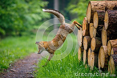 Fox jump. Red fox, Vulpes vulpes, jumping off pile of wood. Amazing and clever beast in forest. Beautiful orange fur coat animal Stock Photo