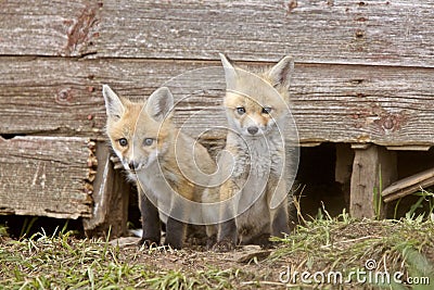 Fox Kits Stock Photo