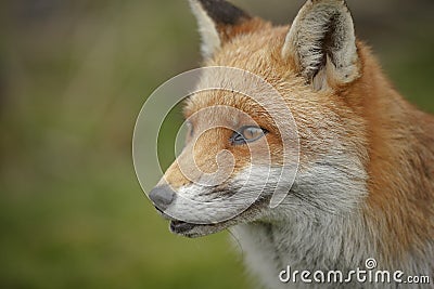 Fox portrait Stock Photo