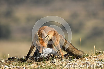 Fox with a prey observes in the field Stock Photo
