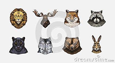 Fox and raccoon, dog Deer and hare, panther and wolf monkey Polar bear and lion, Brown bear and bull.. Animal in vintage Vector Illustration