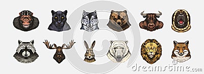 Fox and raccoon, dog Deer and hare, panther and wolf monkey Polar bear and lion, Brown bear and bull.. Animal in vintage Vector Illustration