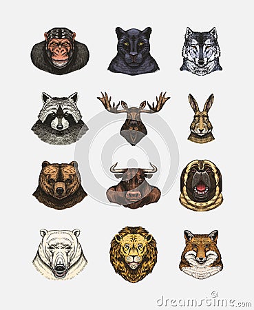 Fox and raccoon, dog Deer and hare, panther and wolf monkey Polar bear and lion, Brown bear and bull.. Animal in vintage Vector Illustration