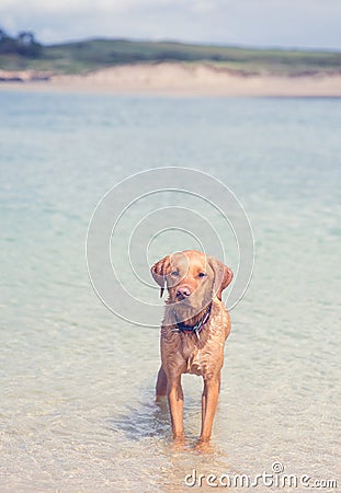 Labrador Retriever dog standing in the ocean on a Sandy beach Stock Photo