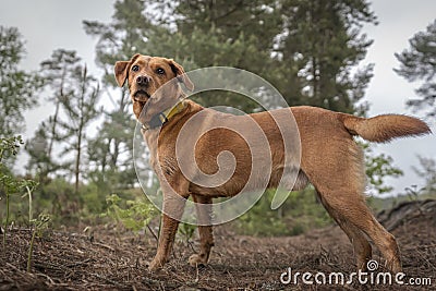 Fox Red Labrador standing in the forest and posing Stock Photo