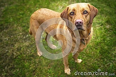 Fox Red Labrador standing and looking at the camera Stock Photo