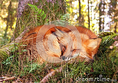 Fox sleeping in the forest Stock Photo