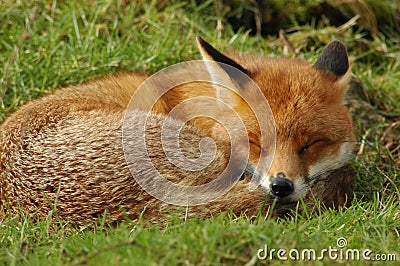 Sleeping Red Fox Stock Photo