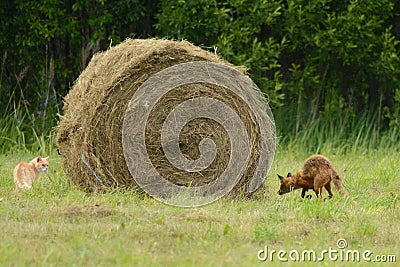 Fox sneaking up on a cat Stock Photo