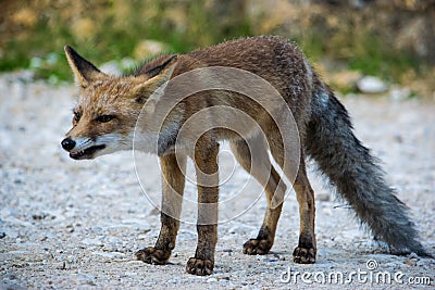 Fox snooping around 1 Stock Photo