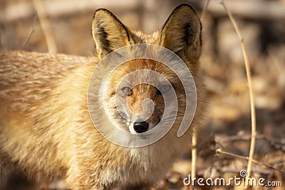 fox in the spring forest in thickets of grass during the hunt Stock Photo