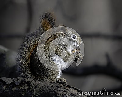 Fox Squirrel eats a nut during a mild winter Stock Photo