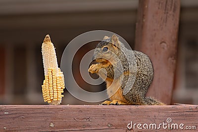 Fox squirrel Sciurus niger feeding on a corn kernal Stock Photo