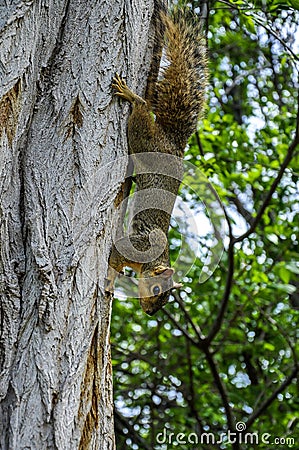 Fox squirrel on tree trunck climbing down Stock Photo