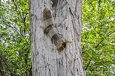 Fox squirrel on tree trunck climbing down Stock Photo