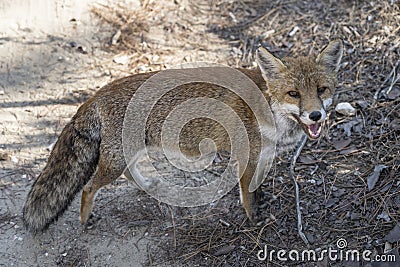 fox standing in shadow on dirt path in pine grove, Italy Stock Photo