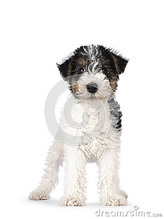 Fox Terrier pup on white background Stock Photo