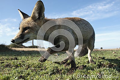 Fox, vulpes vulpes, Looking for food in the meadow Stock Photo