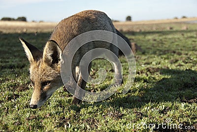 Fox, vulpes vulpes, Looking for food Stock Photo