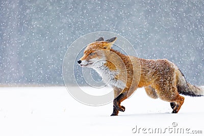 Fox in winter. Red fox, Vulpes vulpes, sniffs about prey on forest meadow in snowfall. Orange fur coat animal hunting in snow. Stock Photo