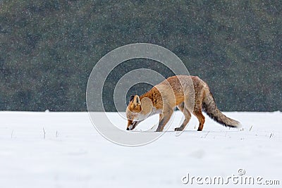 Fox in winter. Red fox, Vulpes vulpes, sniffs about prey on forest meadow in snowfall. Orange fur coat animal hunting in snow. Stock Photo