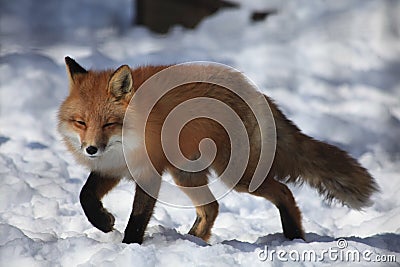 A fox in Alaska Zoo Stock Photo