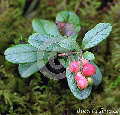 Foxberry Stock Photo