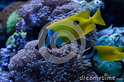 Foxface Rabbitfish Stock Photo