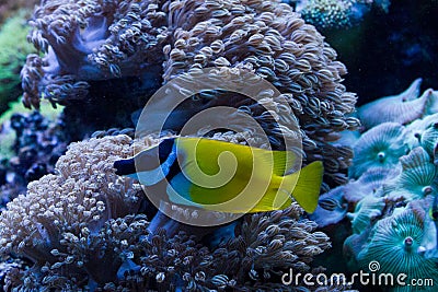 Foxface Rabbitfish Stock Photo