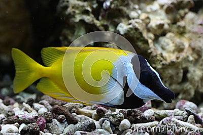 Foxface Rabbitfish Stock Photo