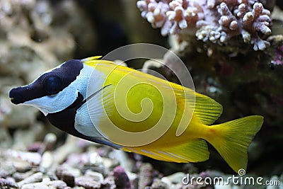 Foxface Rabbitfish Stock Photo