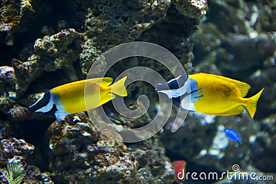 Foxface Rabbitfish Stock Photo