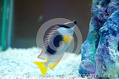 The foxface rabbitfish Stock Photo