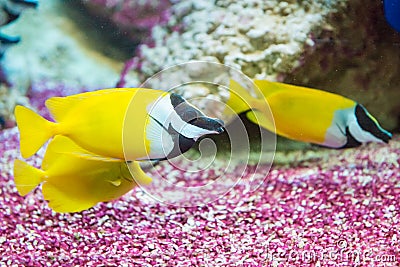 Foxface rabbitfish. Siganus vulpinus Stock Photo