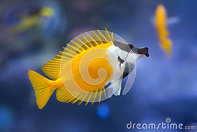 Foxface rabbitfish Siganus vulpinus. Stock Photo