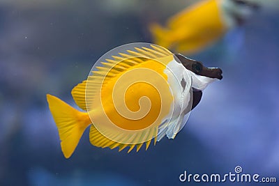 Foxface rabbitfish Siganus vulpinus. Stock Photo